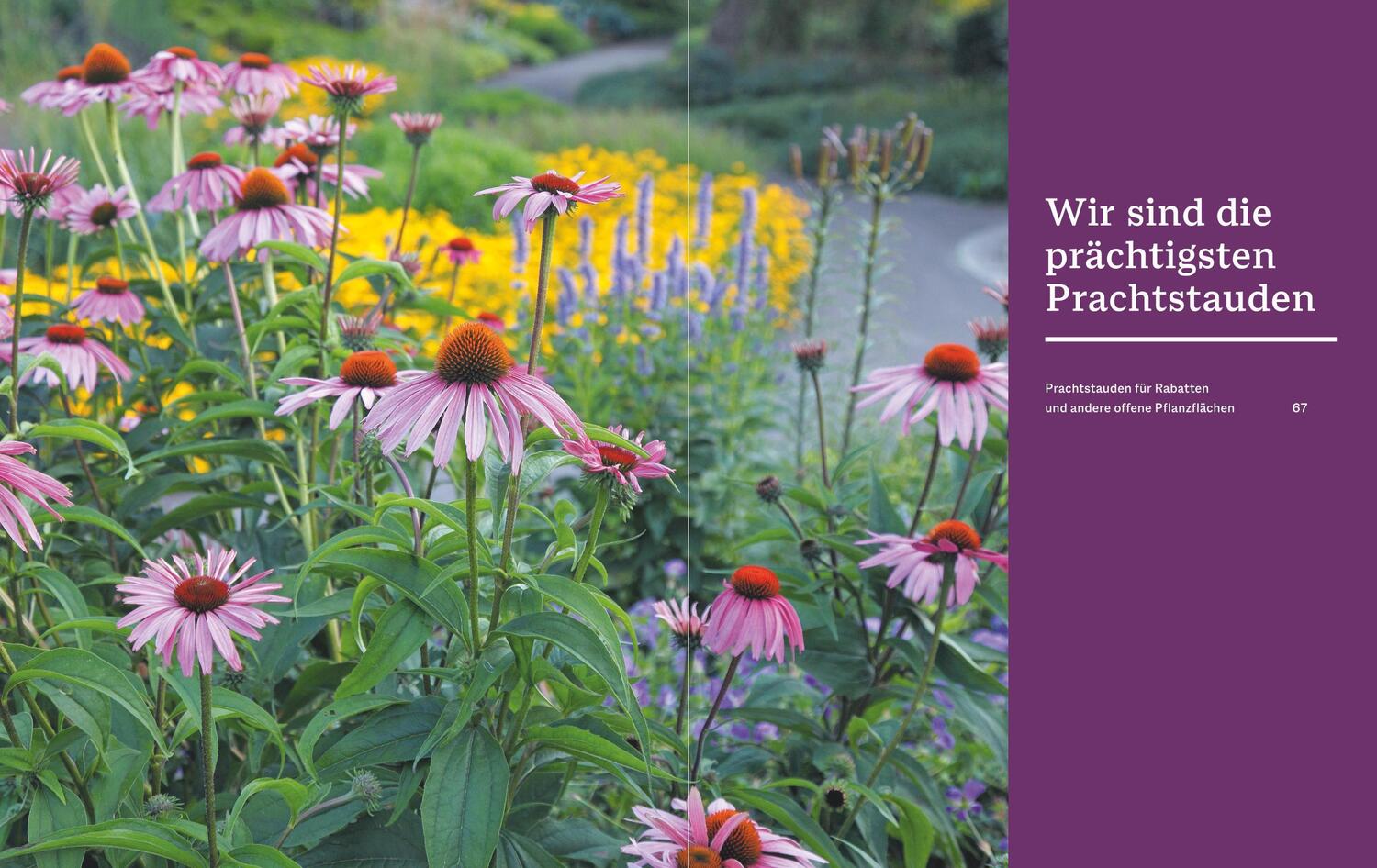 Bild: 9783967471175 | Das BLV Handbuch Stauden | Arten und Sorten Pflanzen und Pflegen