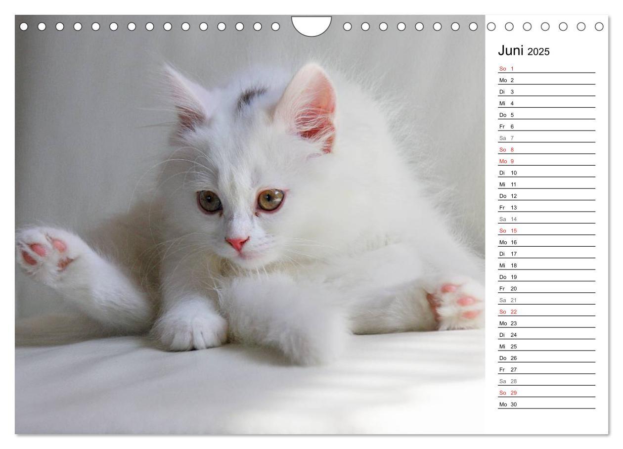 Bild: 9783435555758 | Aus der Kinderstube der Perserkatze (Wandkalender 2025 DIN A4...