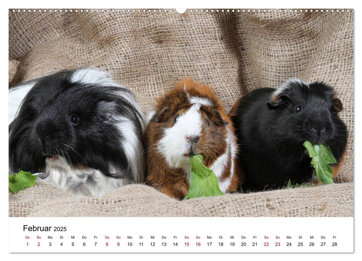 Bild: 9783435447978 | Unsere Meerschweinchen (Wandkalender 2025 DIN A2 quer), CALVENDO...