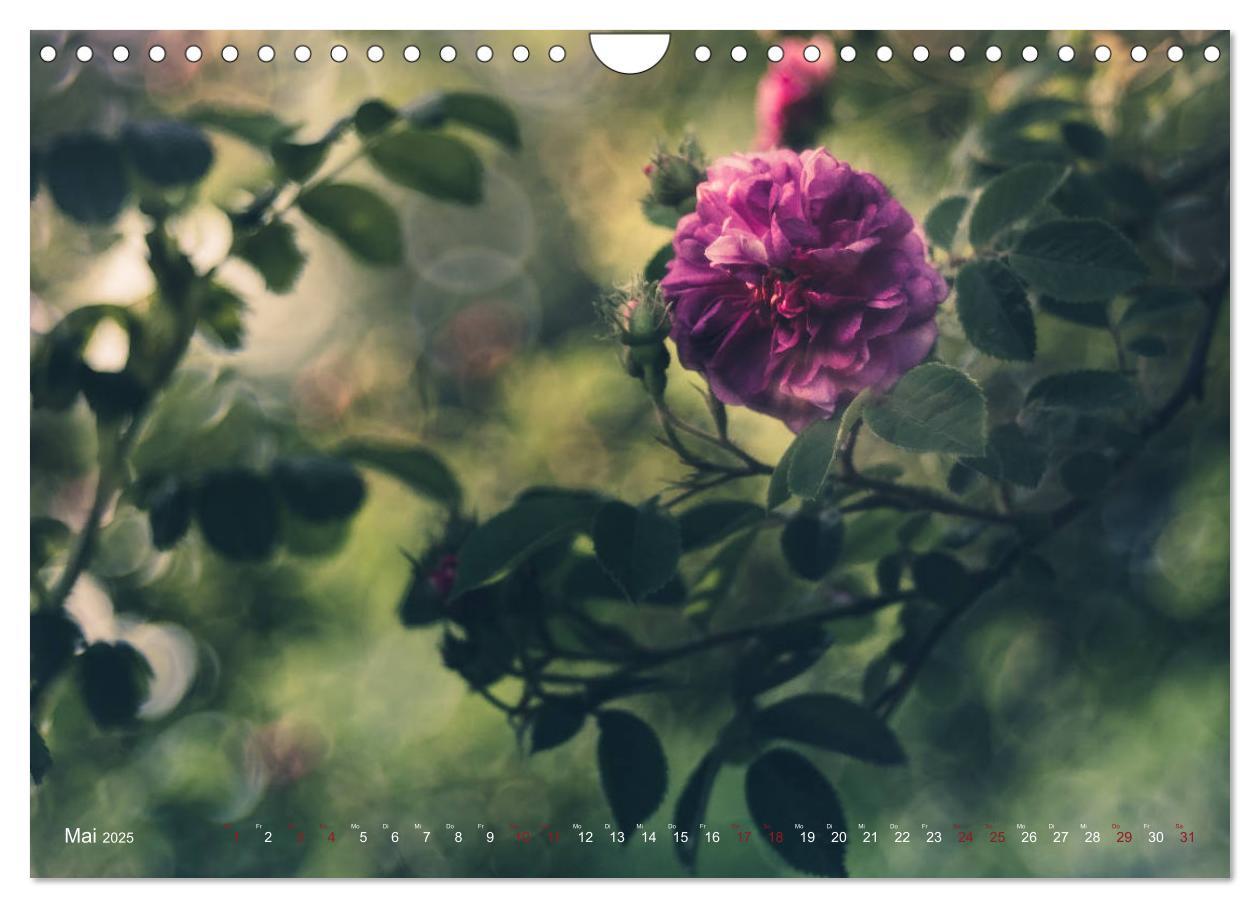 Bild: 9783435391325 | Die Welt der Alten Rosen (Wandkalender 2025 DIN A4 quer), CALVENDO...