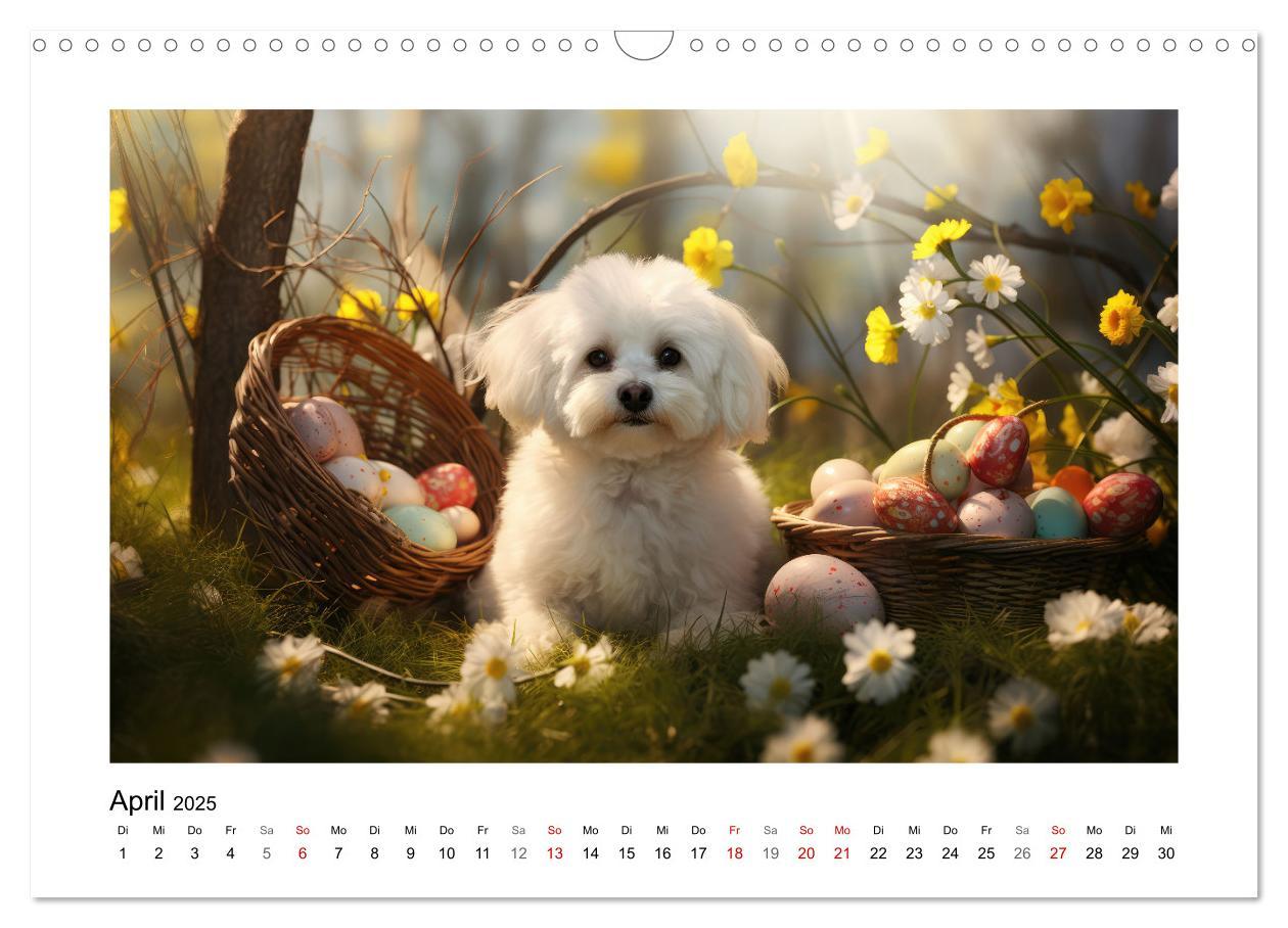 Bild: 9783383843716 | Bichon frisé, weiße Hündchen mit lockigem Haar (Wandkalender 2025...