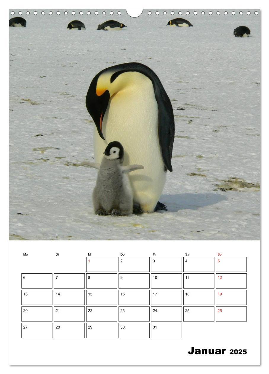 Bild: 9783457035238 | Pinguine. Familienglück im Eis (Wandkalender 2025 DIN A3 hoch),...