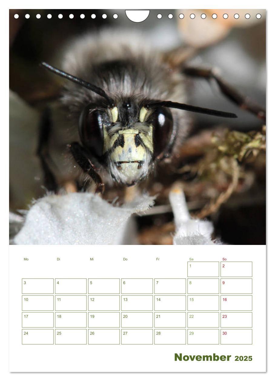 Bild: 9783457002001 | Wildbienen-Terminplaner 2025 (Wandkalender 2025 DIN A4 hoch),...