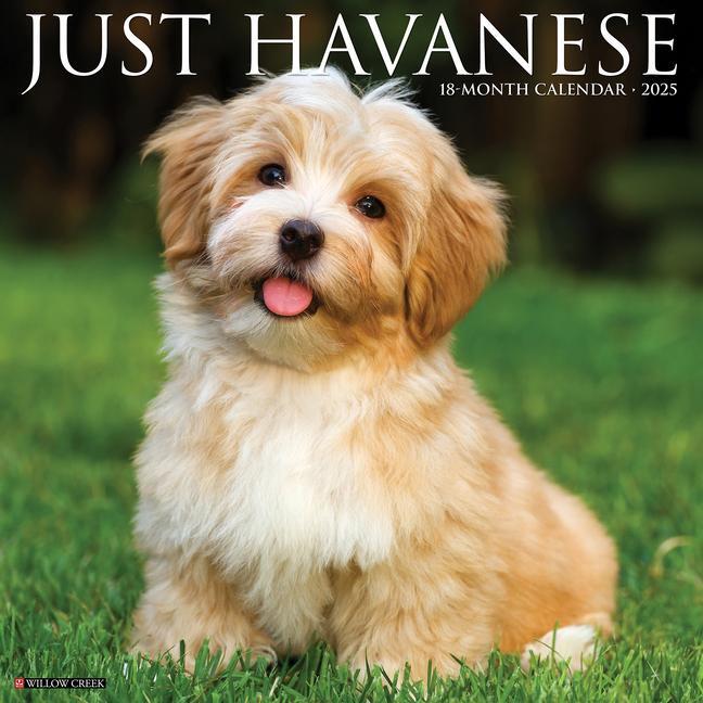 Cover: 9781549243295 | Just Havanese 2025 12 X 12 Wall Calendar | Willow Creek Press | 2025