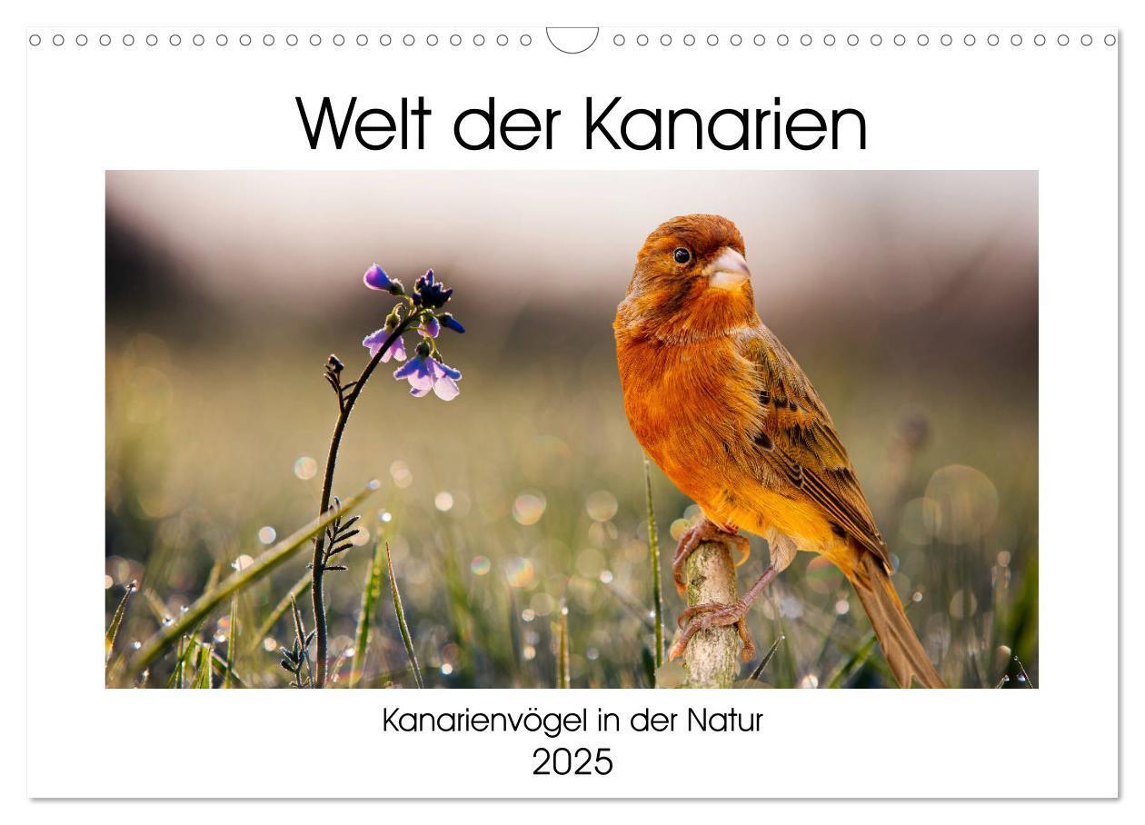 Cover: 9783435115662 | Welt der Kanarien (Wandkalender 2025 DIN A3 quer), CALVENDO...