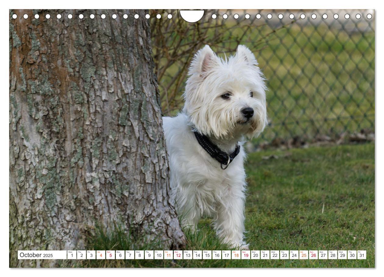 Bild: 9781325930739 | West Highland White Terrier - Your charming companion (Wall...