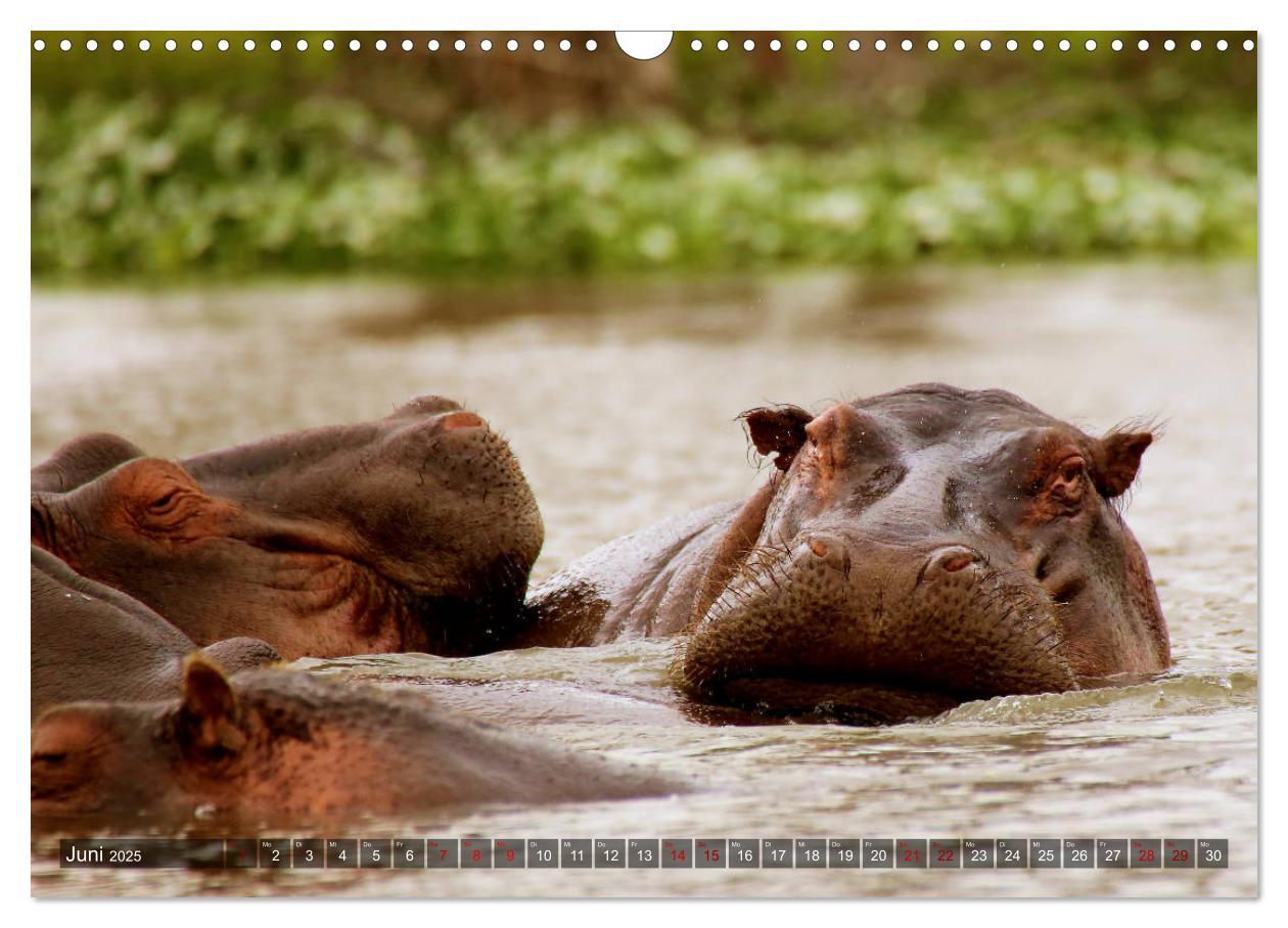 Bild: 9783435250714 | Afrika - Zauber der Wildnis (Wandkalender 2025 DIN A3 quer),...