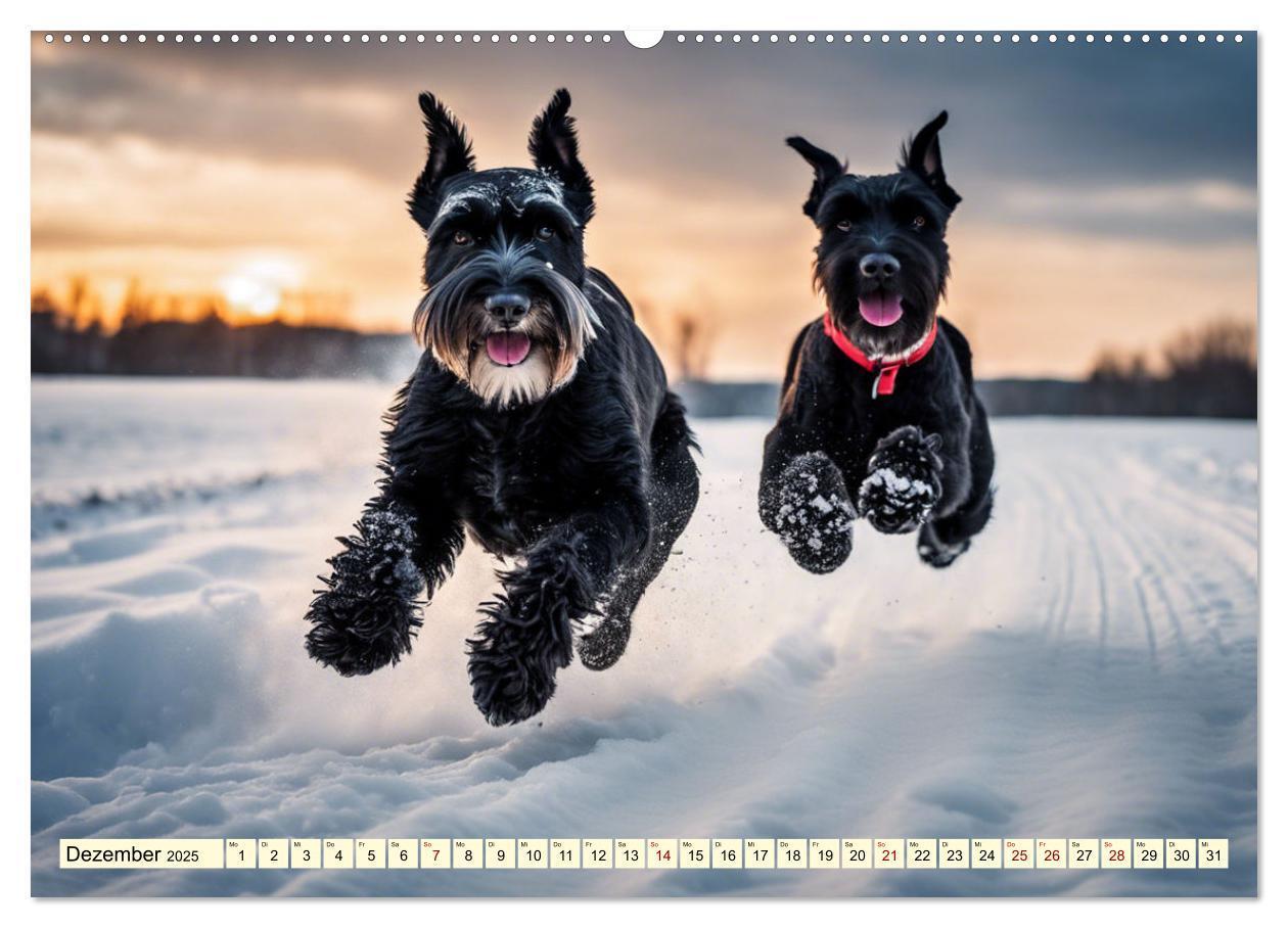 Bild: 9783457037423 | Schnauzer - vielseitige Allrounder (Wandkalender 2025 DIN A2 quer),...