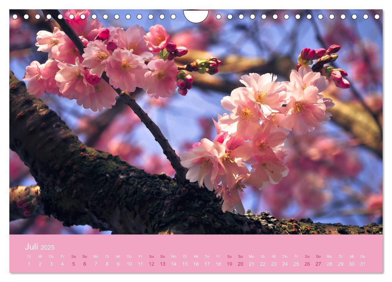 Bild: 9783435403165 | Zarte Kirschblüten - Berauschende Gedankendüfte (Wandkalender 2025...