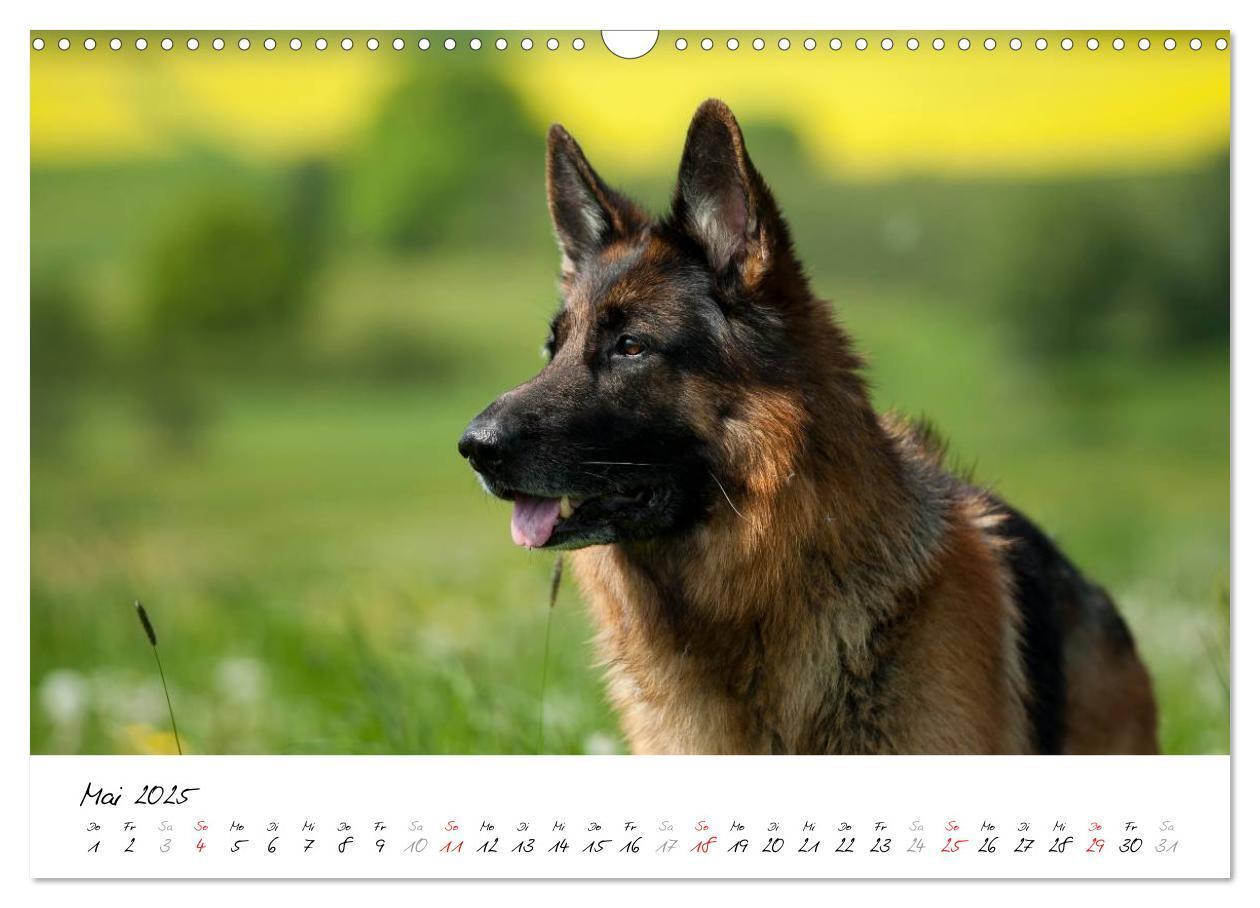 Bild: 9783435495511 | Schäferhunde Seelenhunde (Wandkalender 2025 DIN A3 quer), CALVENDO...