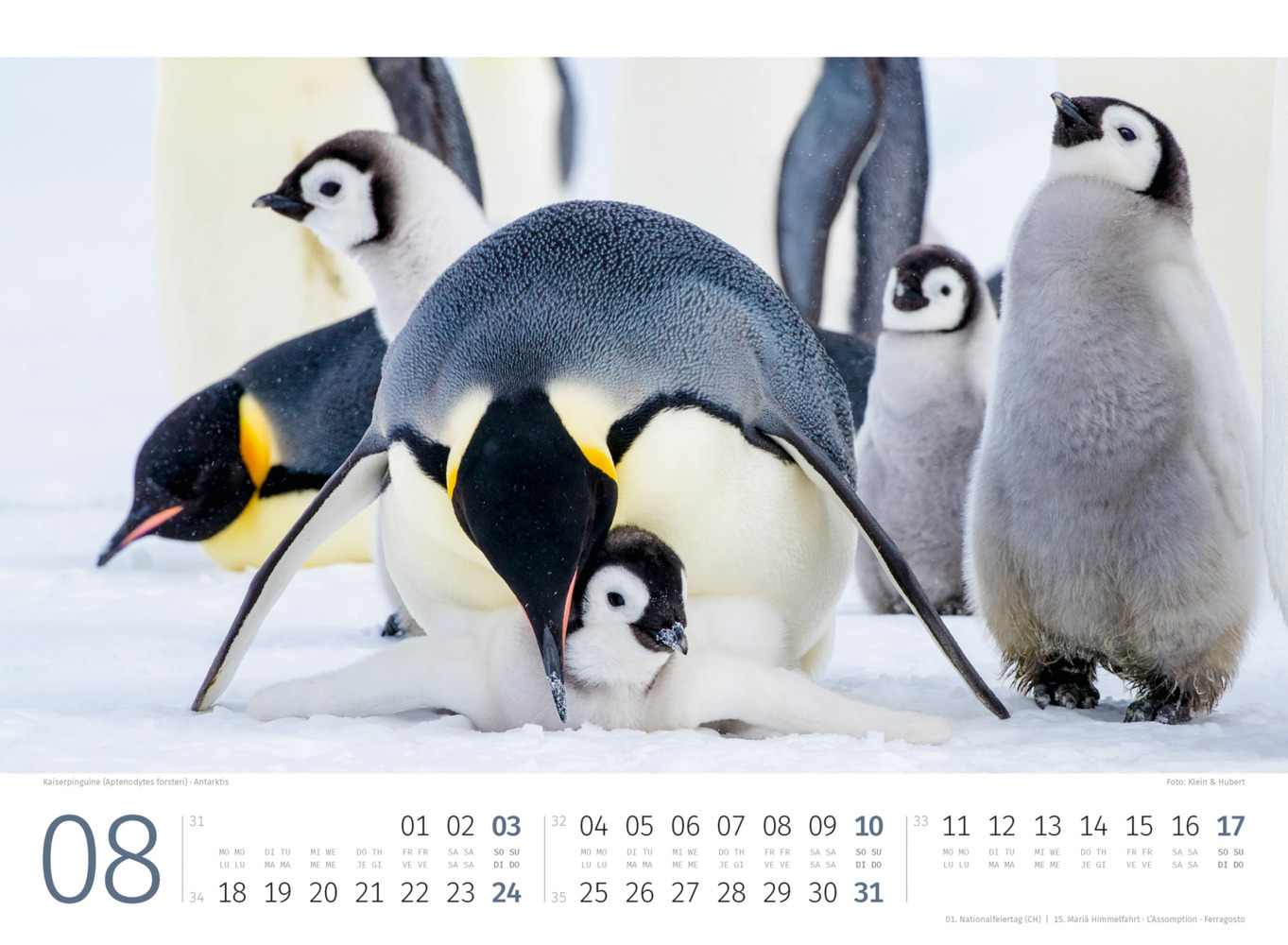 Bild: 9783838425894 | Pinguine Kalender 2025 | Ackermann Kunstverlag | Kalender | 14 S.