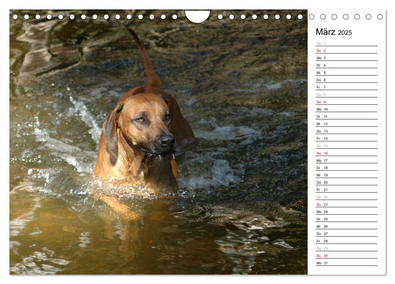 Bild: 9783435455195 | Rhodesian Ridgeback Terminkalender (Wandkalender 2025 DIN A4 quer),...