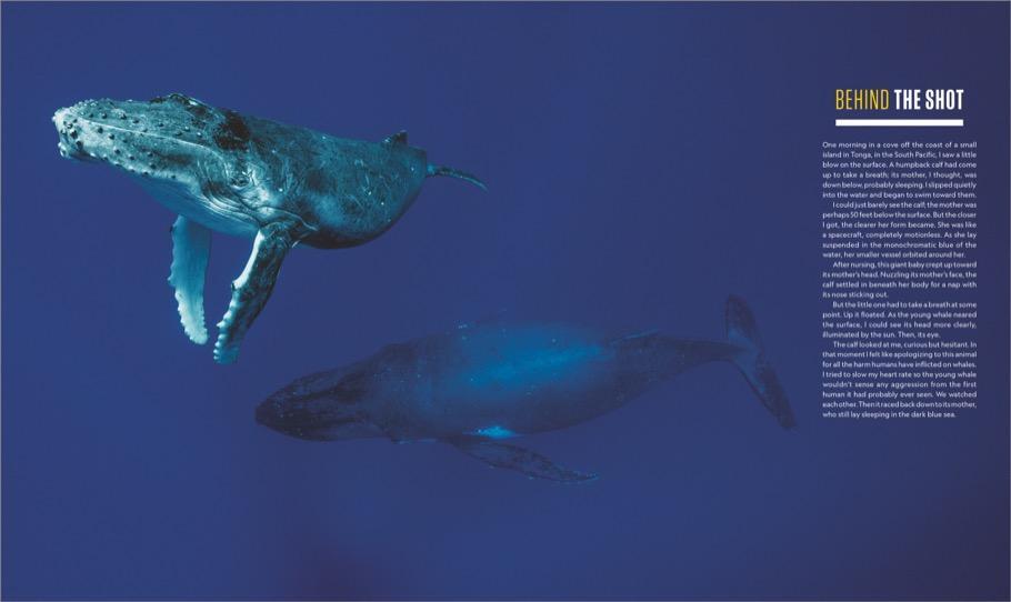 Bild: 9783866907621 | Das geheime Leben der Wale | Brian Skerry | Buch | 192 S. | Deutsch
