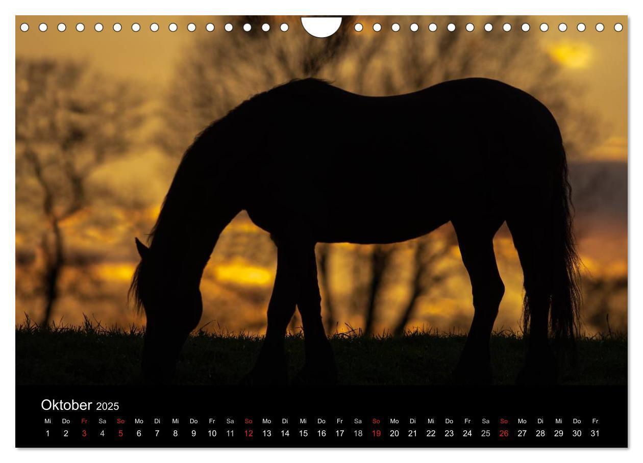 Bild: 9783435541706 | Friesen - Schönheit, Kraft und Eleganz (Wandkalender 2025 DIN A4...