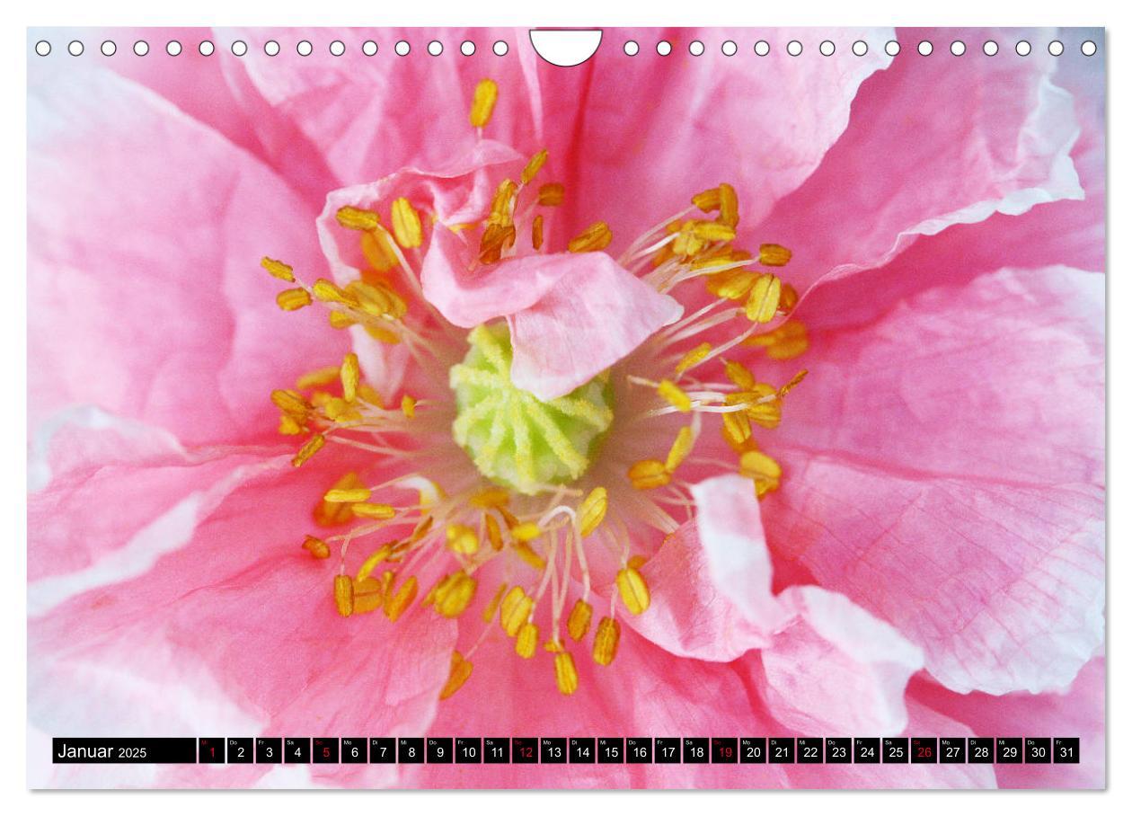 Bild: 9783435209644 | Mohnblüten-Porträts (Wandkalender 2025 DIN A4 quer), CALVENDO...