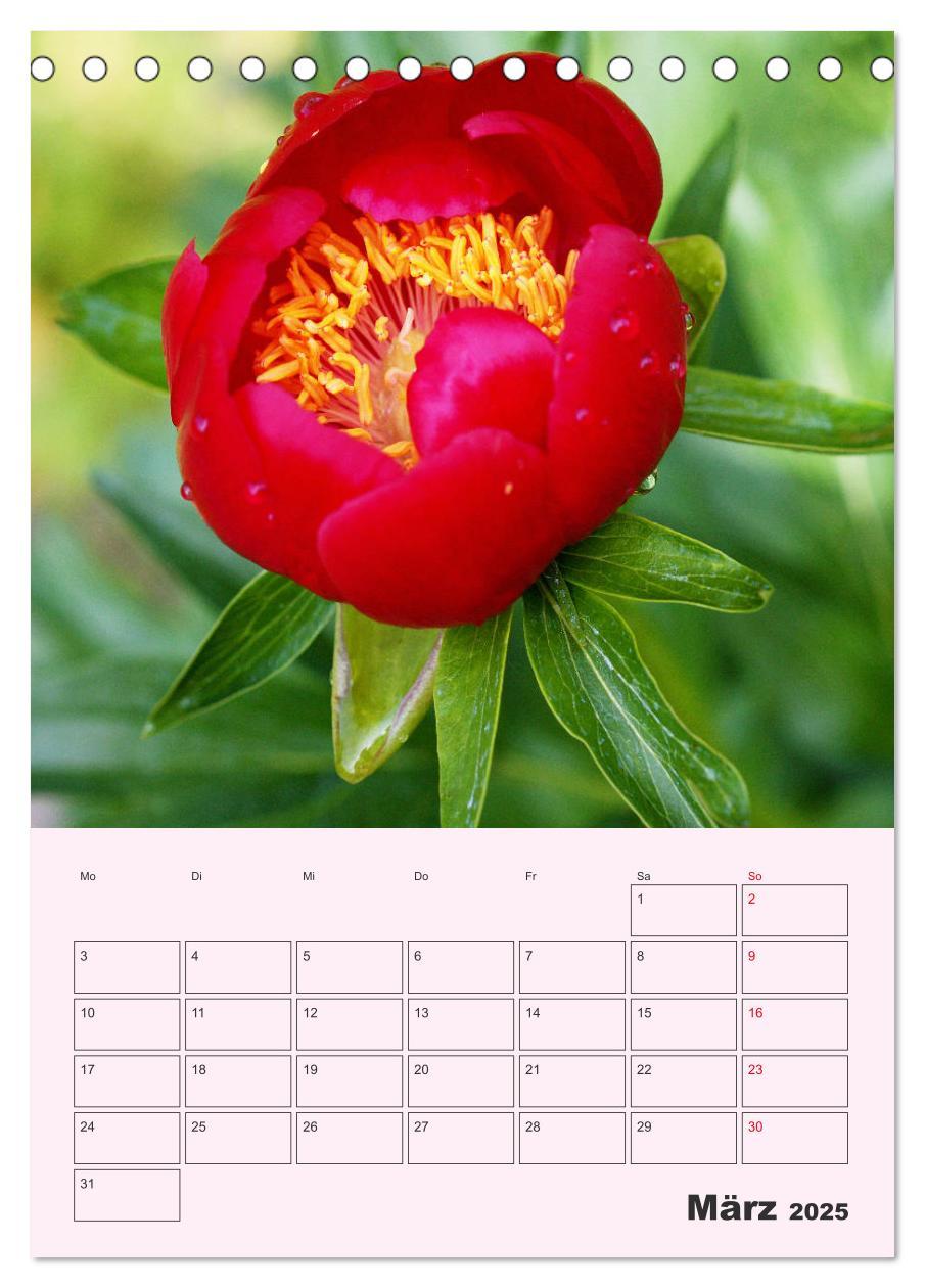 Bild: 9783435970964 | Pfingstrosen Rosen ohne Dornen (Tischkalender 2025 DIN A5 hoch),...