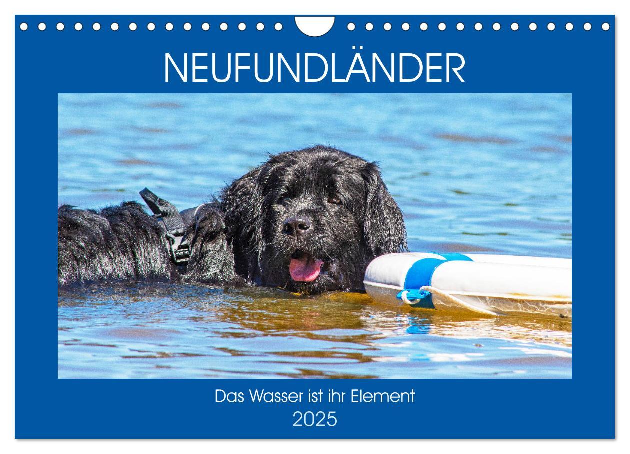 Cover: 9783435306596 | Neufundländer - Das Wasser ist ihr Element (Wandkalender 2025 DIN...