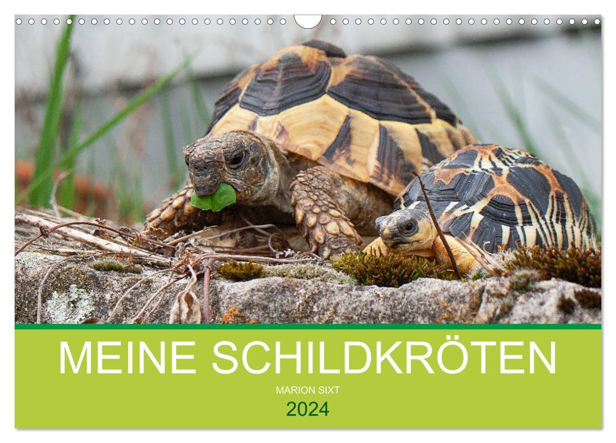 Cover: 9783675466722 | Meine Schildkröten (Wandkalender 2024 DIN A3 quer), CALVENDO...