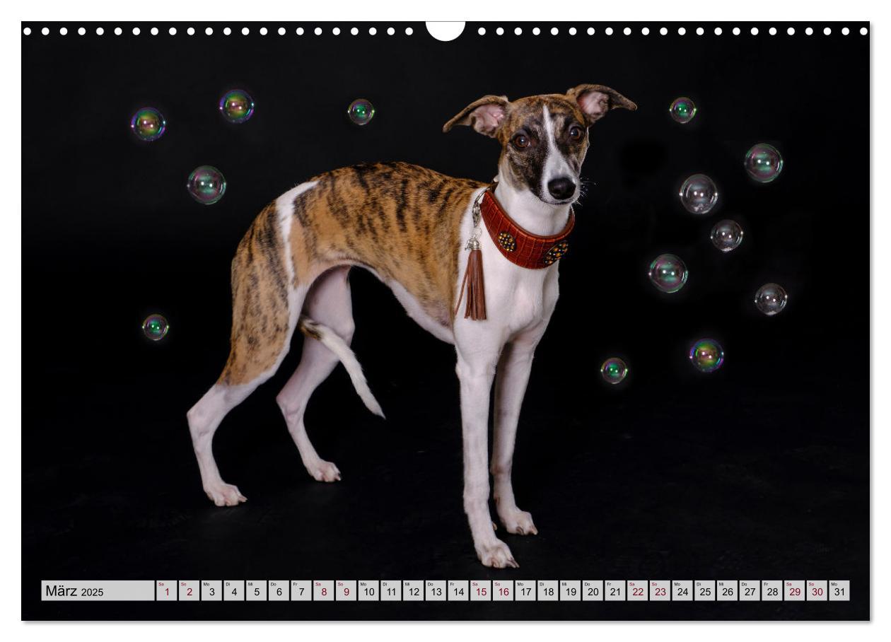 Bild: 9783383941634 | Der Whippet - ein Seelenhund (Wandkalender 2025 DIN A3 quer),...