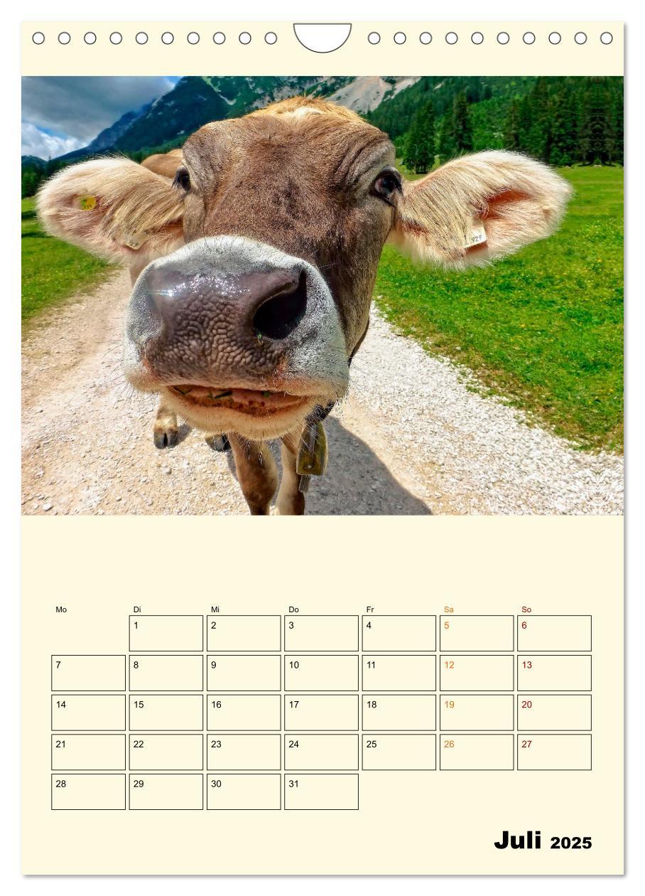 Bild: 9783435904358 | Glückliche Bergkühe (Wandkalender 2025 DIN A4 hoch), CALVENDO...