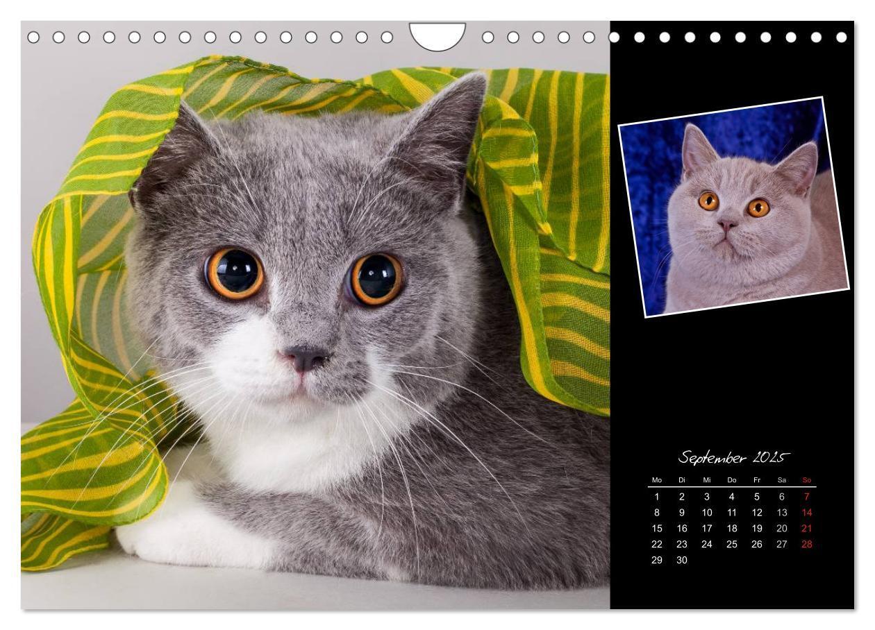 Bild: 9783435773404 | Britisch Kurzhaar Katzen (Wandkalender 2025 DIN A4 quer), CALVENDO...