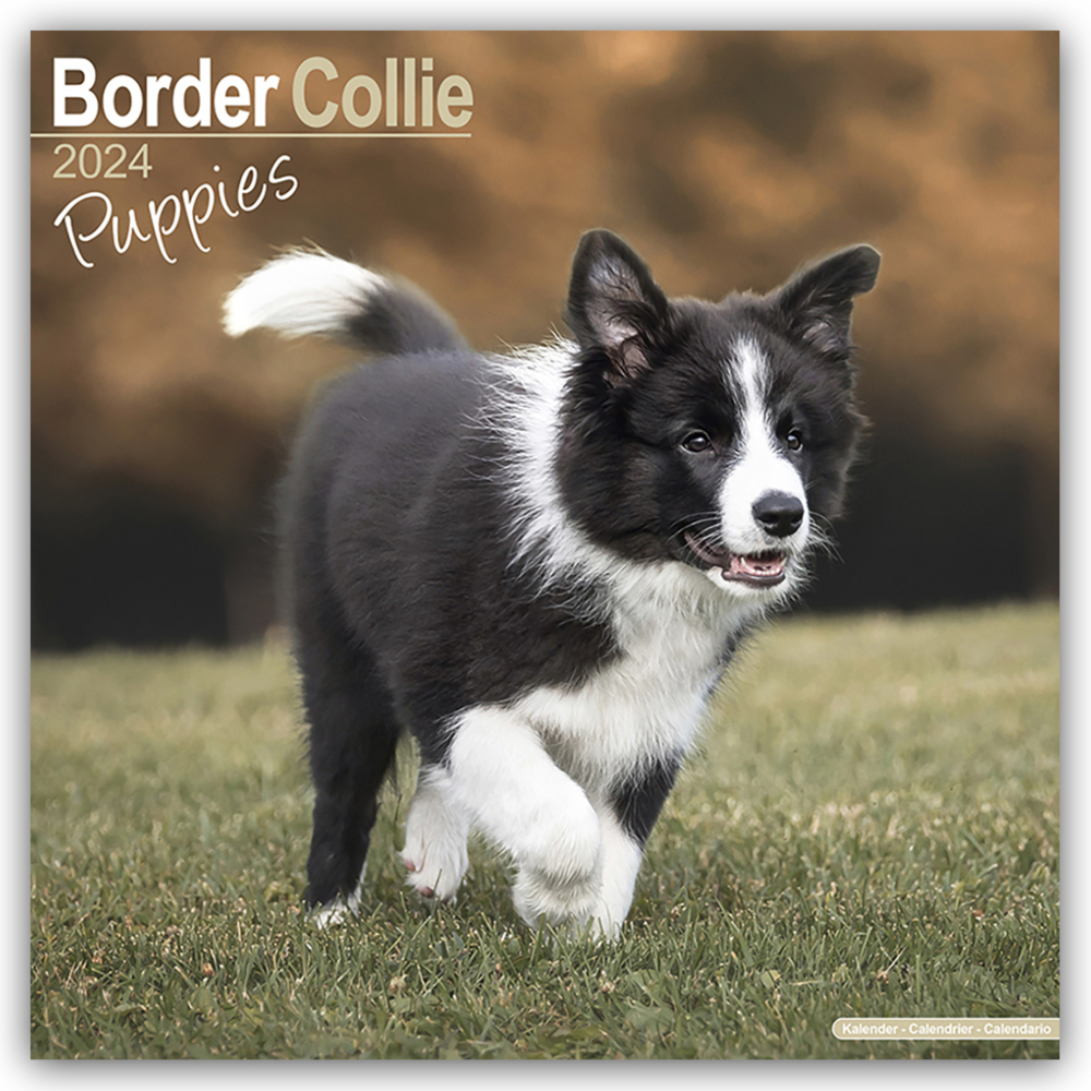 Cover: 9781804601082 | Border Collie Puppies - Border Collie Welpen 2024 - 16-Monatskalender