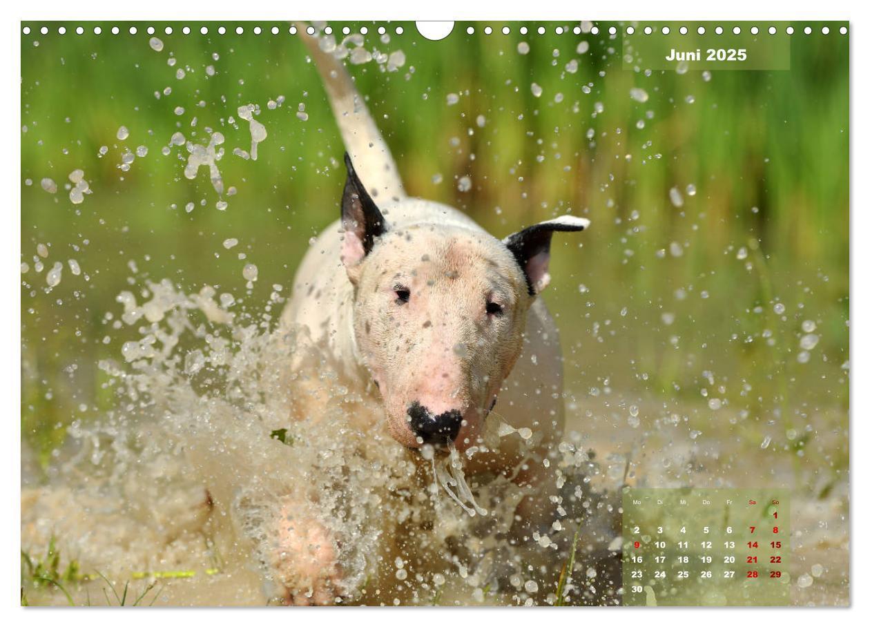 Bild: 9783435341122 | Bullterrier 2025 Frech und fröhlich durch das Jahr (Wandkalender...