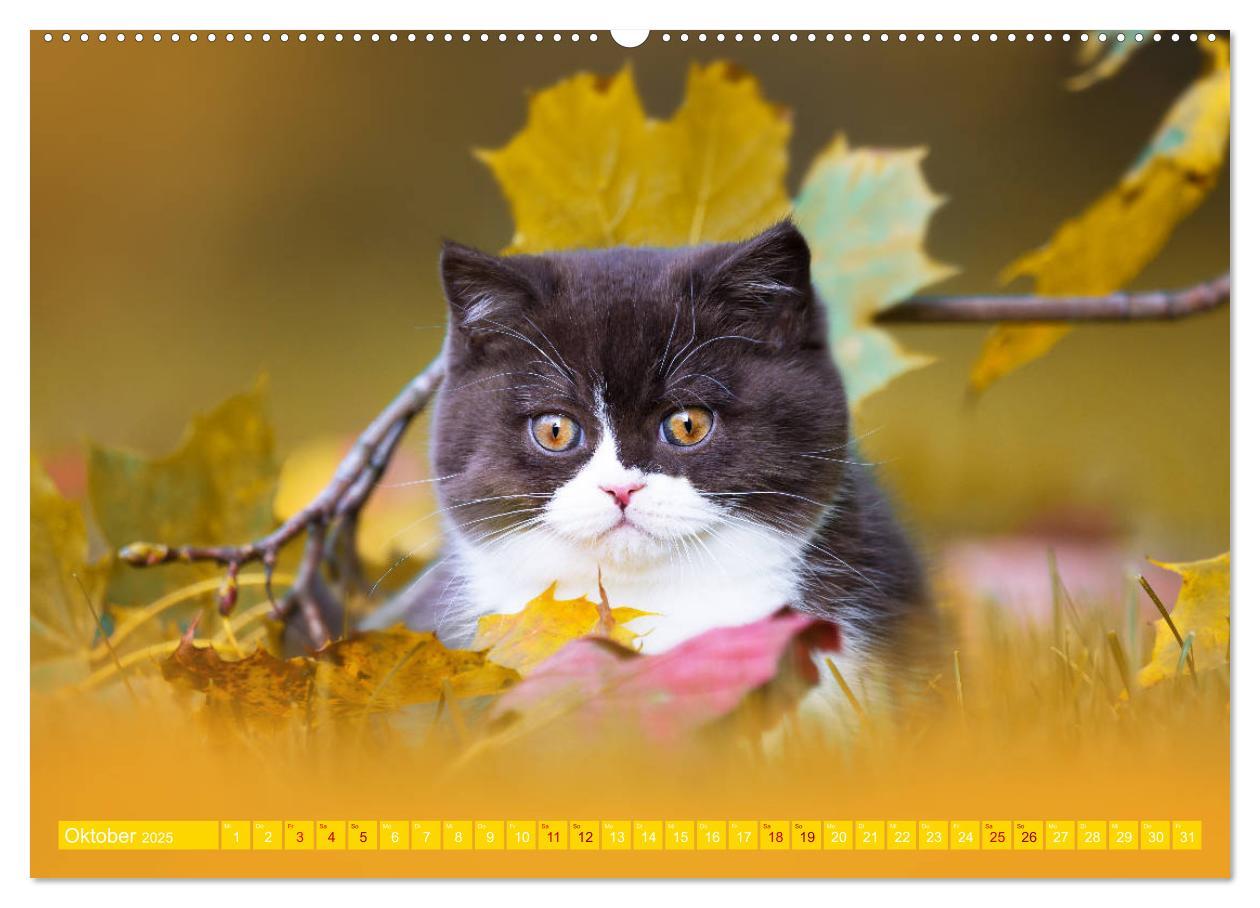 Bild: 9783435338290 | Katzenkinder - Britisch Kurzhaar (hochwertiger Premium Wandkalender...