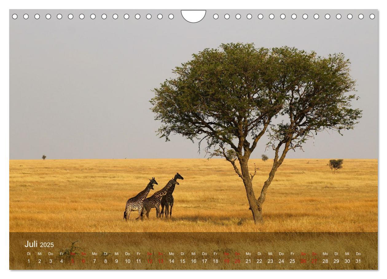 Bild: 9783435093823 | Ostafrika - Tansania und Kenia hautnah (Wandkalender 2025 DIN A4...