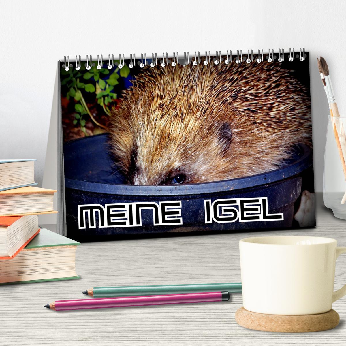 Bild: 9783435584901 | Meine Igel (Tischkalender 2025 DIN A5 quer), CALVENDO Monatskalender