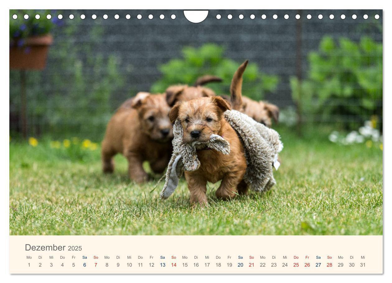 Bild: 9783435427901 | IRISH SOFT COATED WHEATEN TERRIER 2025 (Wandkalender 2025 DIN A4...