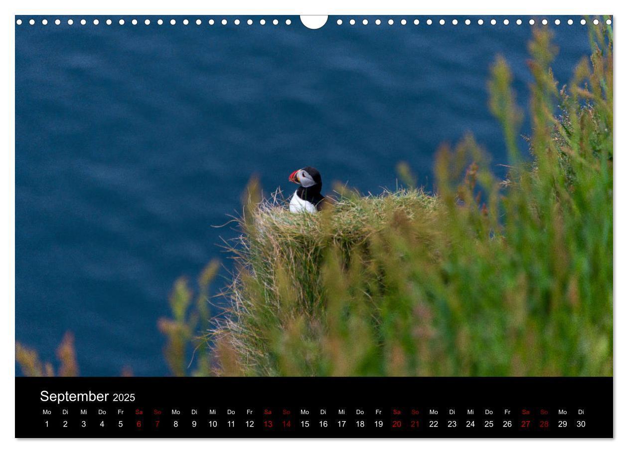 Bild: 9783435410675 | Puffins - Vögel des Nordens (Wandkalender 2025 DIN A3 quer),...