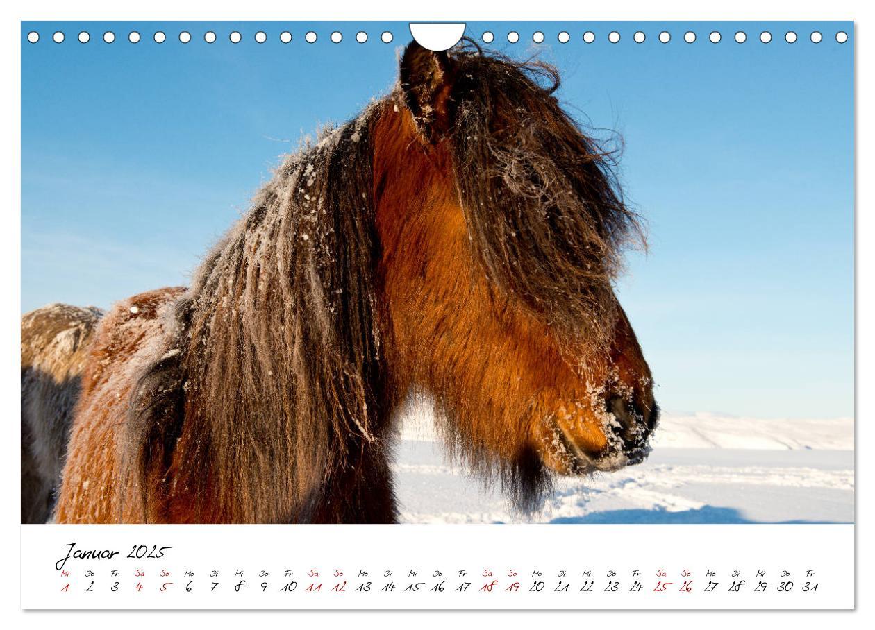 Bild: 9783435272846 | Islandpferde take it Isi (Wandkalender 2025 DIN A4 quer), CALVENDO...