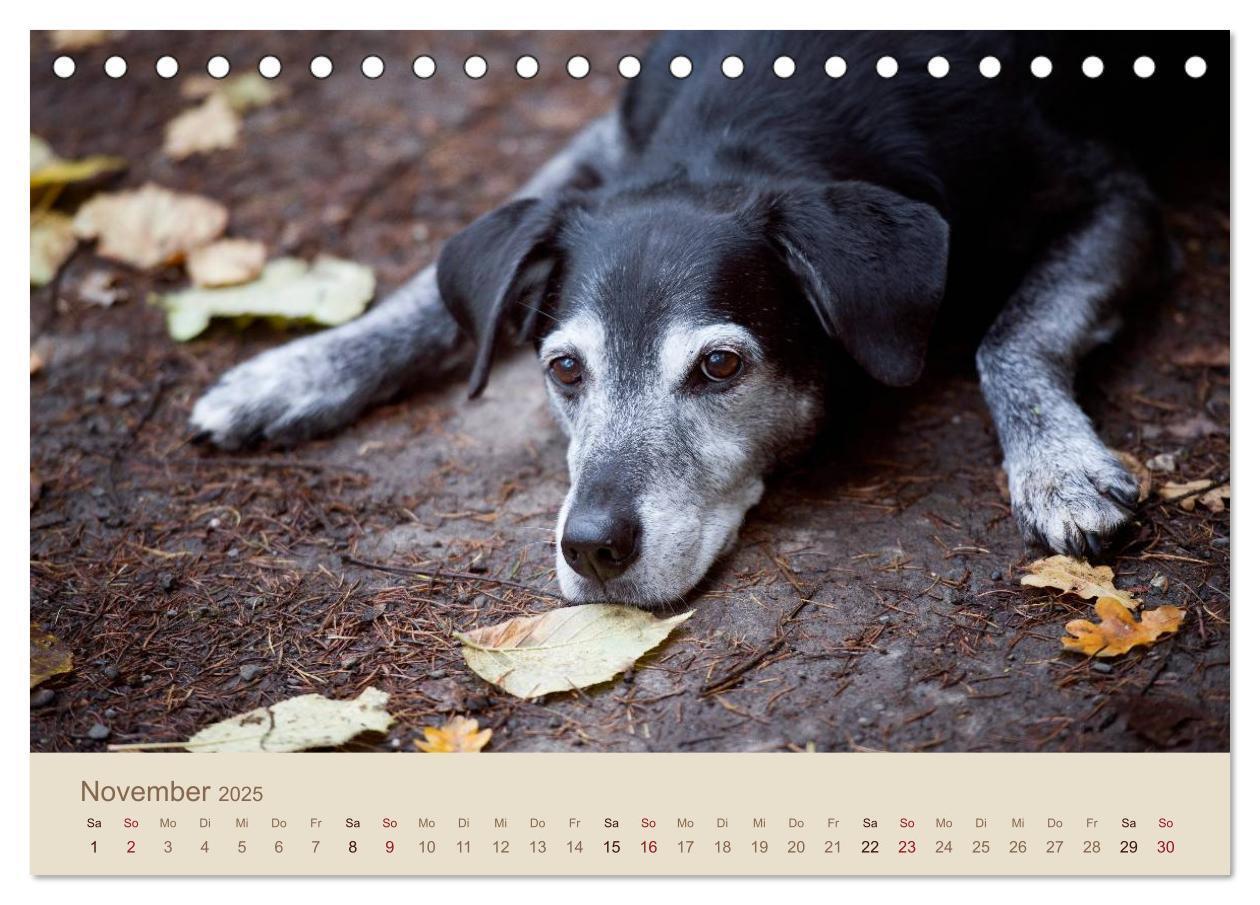 Bild: 9783435723805 | Labrador Retriever (Tischkalender 2025 DIN A5 quer), CALVENDO...