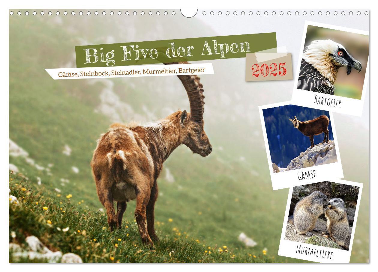 Cover: 9783383864513 | Big Five der Alpen Gämse, Steinbock, Murmeltier, Steinadler,...