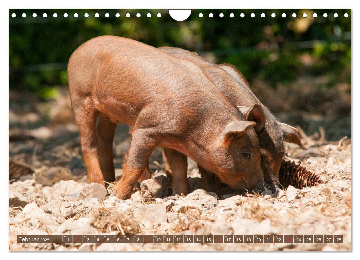 Bild: 9783435196210 | Glückliche Schweine Berkshire-Iberico Ferkel (Wandkalender 2025 DIN...