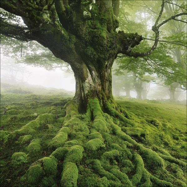 Bild: 9783731875529 | Magische Wälder 2025 | Verlag Korsch | Kalender | 13 S. | Deutsch
