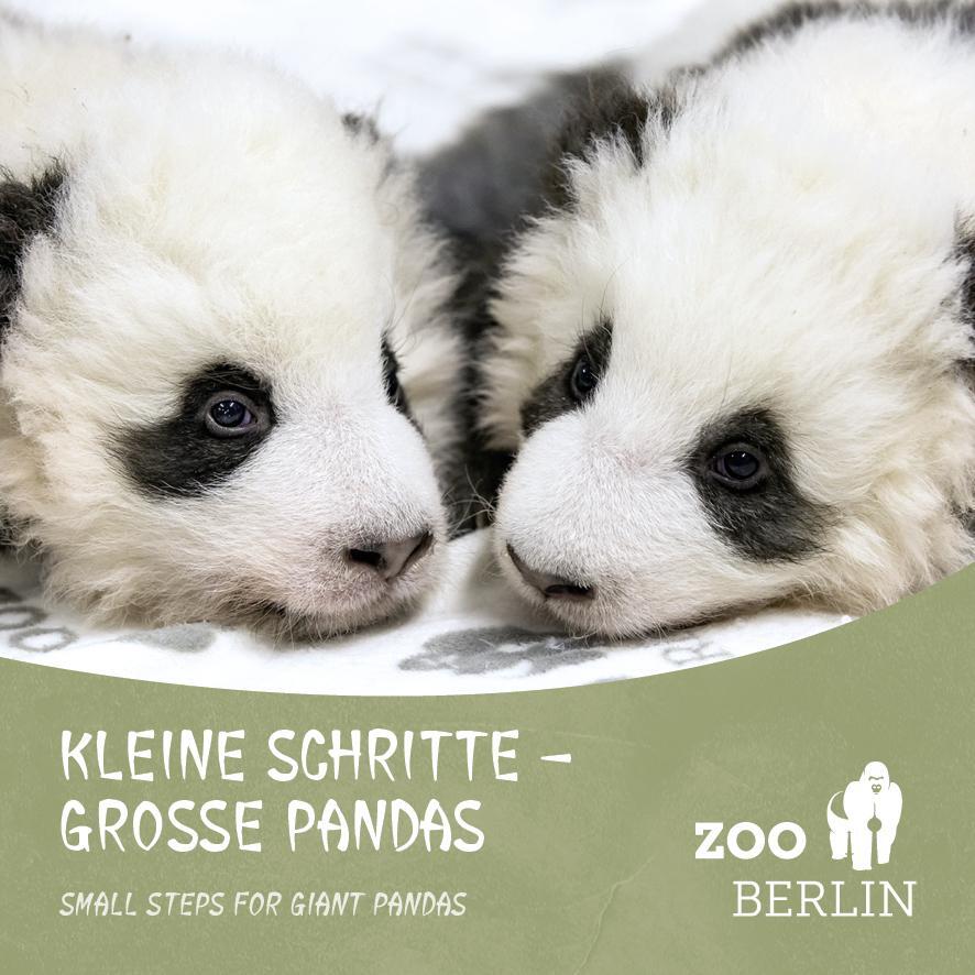 Cover: 9783947188963 | Kleine Schritte - Große Pandas | Taschenbuch | Deutsch | 2020