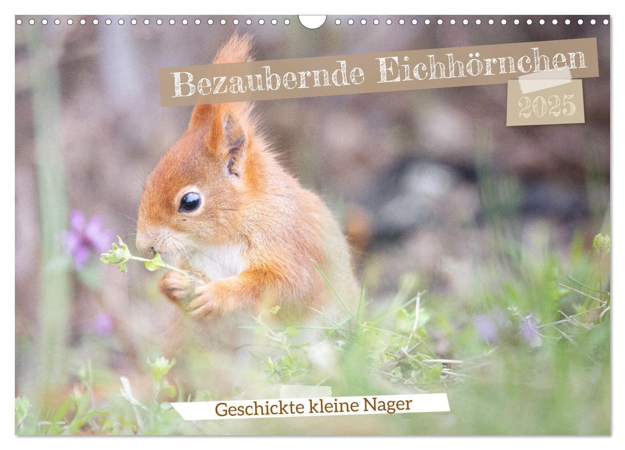 Cover: 9783457177518 | Bezaubernde Eichhörnchen (Wandkalender 2025 DIN A3 quer), CALVENDO...