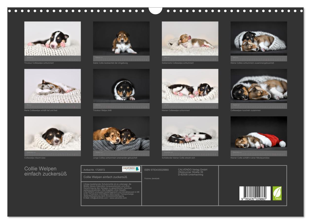 Bild: 9783435029860 | Collie Welpen einfach zuckersüß (Wandkalender 2025 DIN A3 quer),...