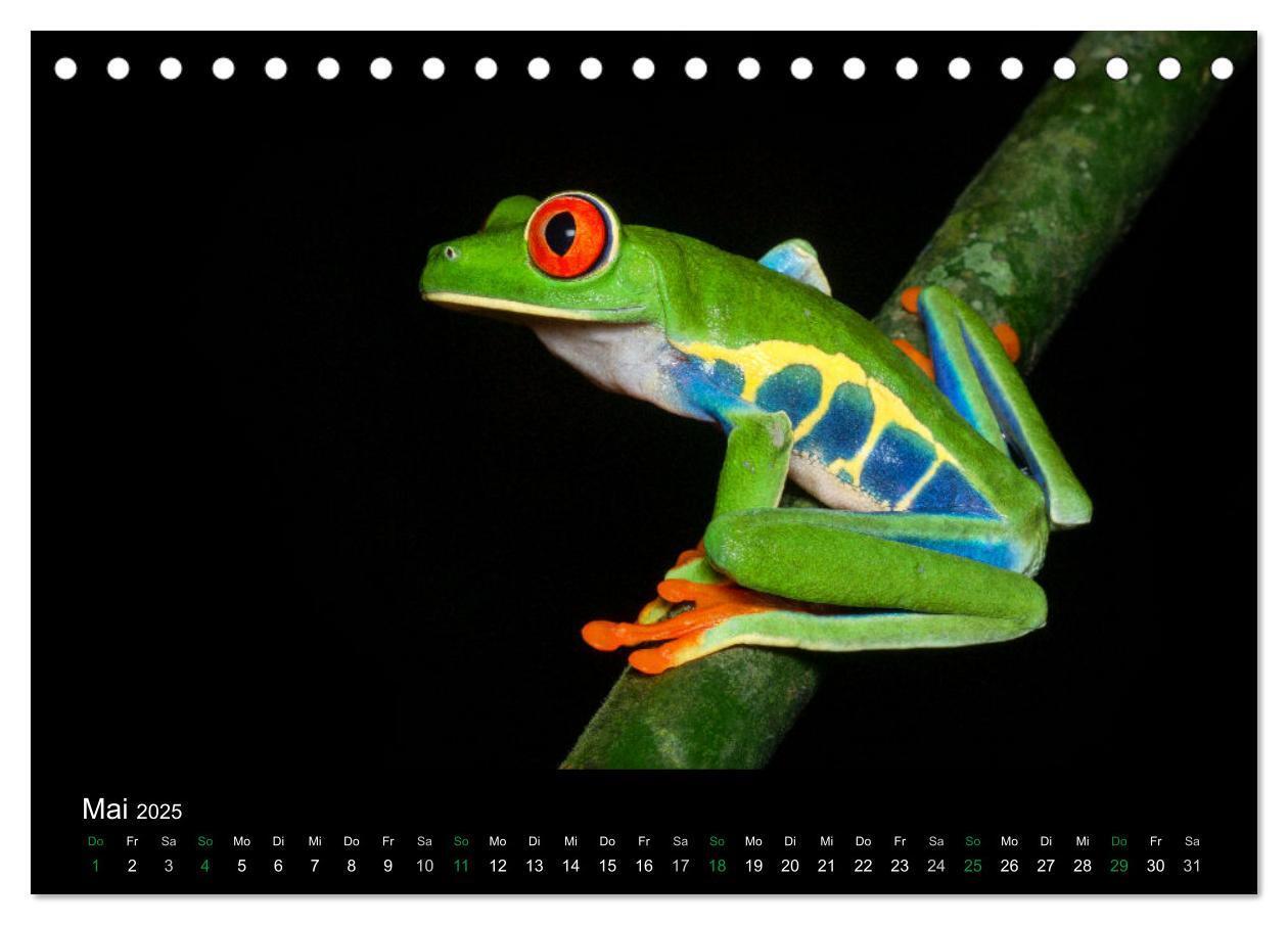 Bild: 9783435490240 | Costa Rica - Faszination Frösche (Tischkalender 2025 DIN A5 quer),...