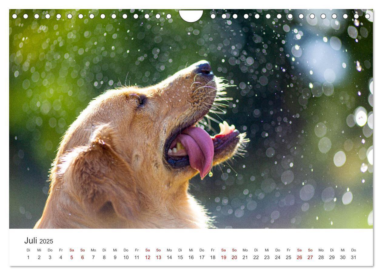 Bild: 9783383942235 | Golden Retriever - Die treuen Begleiter. (Wandkalender 2025 DIN A4...