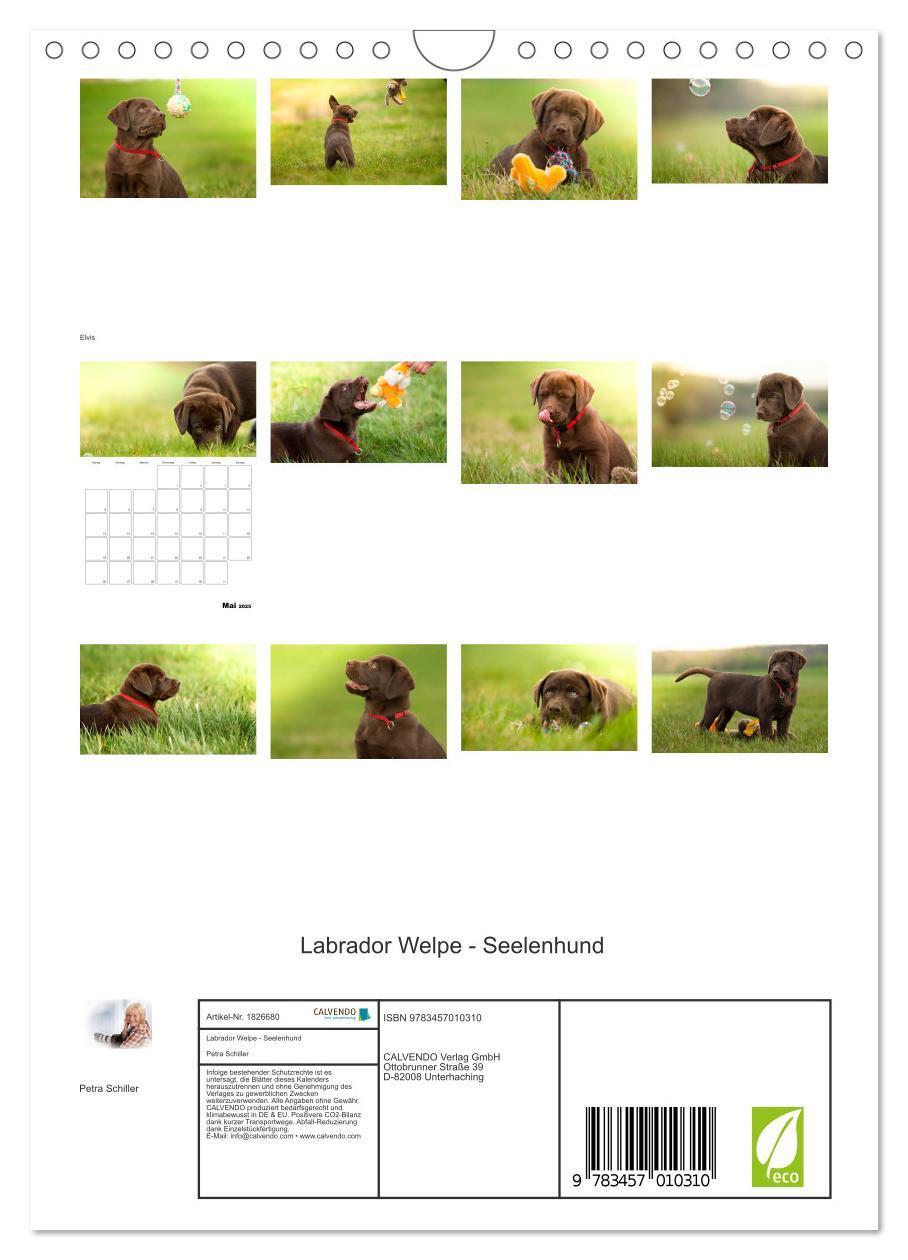 Bild: 9783457010310 | Labrador Welpe - Seelenhund (Wandkalender 2025 DIN A4 hoch),...