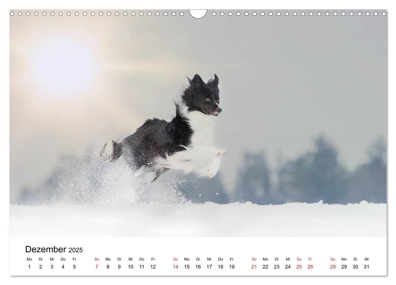 Bild: 9783435191383 | Border Collie - Bunt und clever! (Wandkalender 2025 DIN A3 quer),...