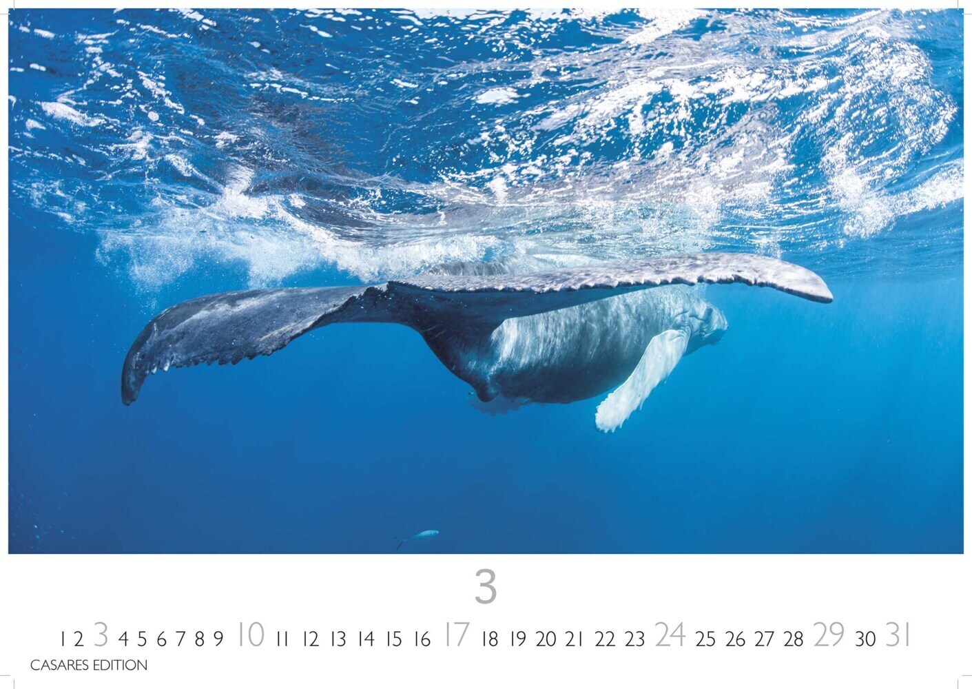 Bild: 9789918618811 | Wale und Delfine 2024 L 35x50cm | Kalender | 14 S. | Deutsch | 2024