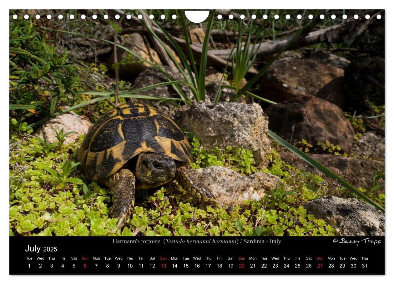 Bild: 9781325996001 | European Tortoises / UK-Version (Wall Calendar 2025 DIN A4...