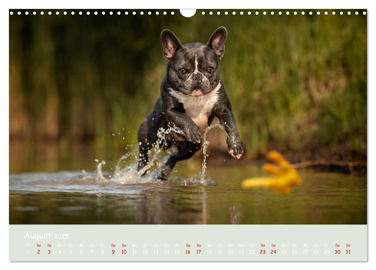 Bild: 9783435222155 | Französische Bulldogge - Clowns auf vier Pfoten (Wandkalender 2025...