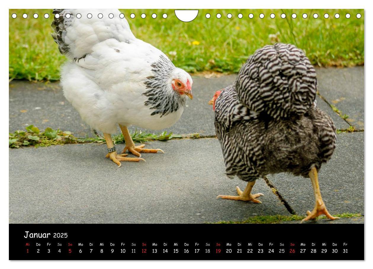 Bild: 9783435564101 | Gartenhühner (Wandkalender 2025 DIN A4 quer), CALVENDO Monatskalender