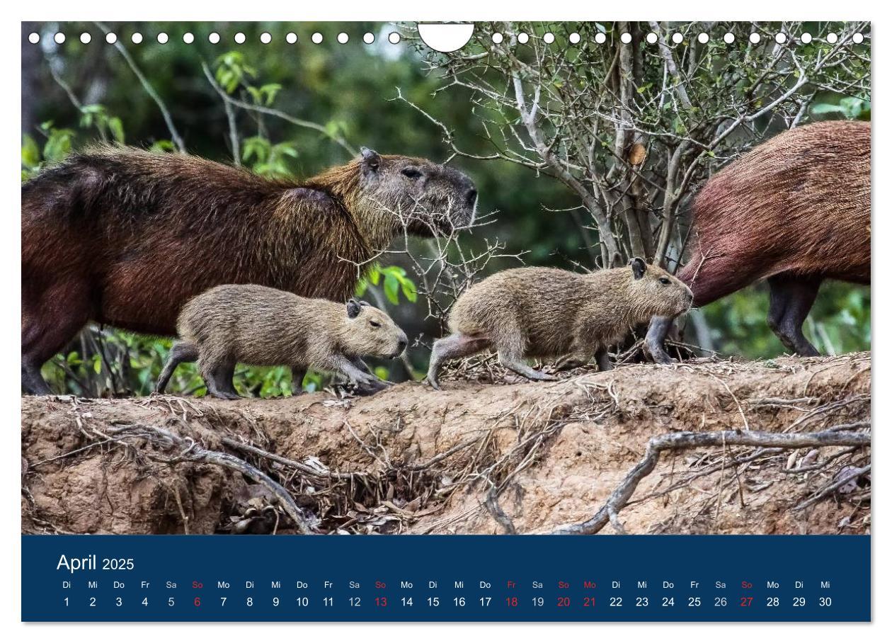 Bild: 9783435687541 | Brasilien tierisch gut 2025 (Wandkalender 2025 DIN A4 quer),...