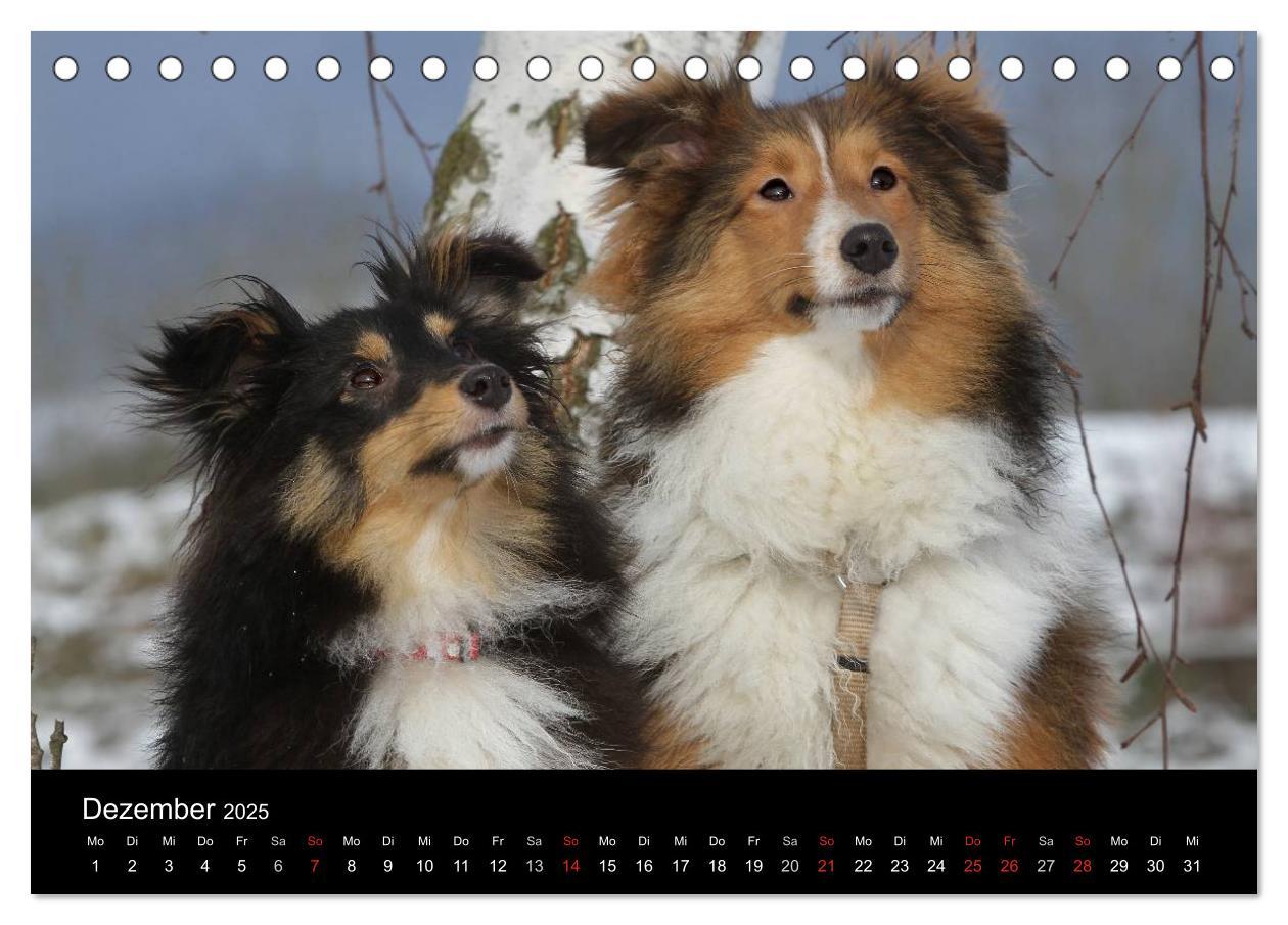 Bild: 9783435751624 | Shelties 2025 (Tischkalender 2025 DIN A5 quer), CALVENDO...